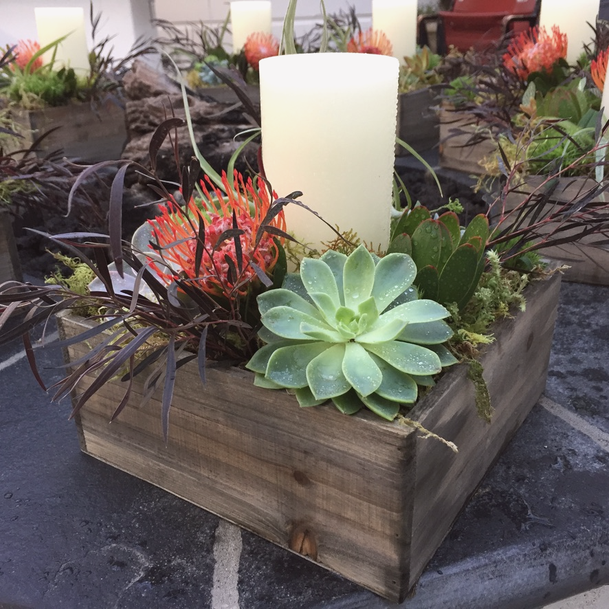 Succulent and candle arrangement
